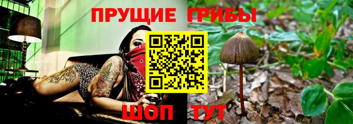 Псилоцибиновые грибы Psilocybe Сургут